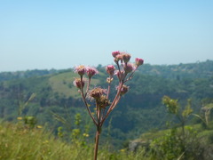 Campuloclinium macrocephalum