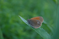 Coenonympha glycerion
