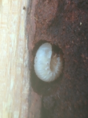 Pericoptus truncatus