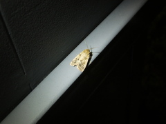 Spodoptera depravata