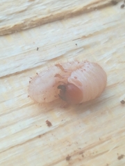 Pericoptus truncatus