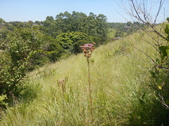 Campuloclinium macrocephalum