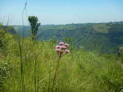 Campuloclinium macrocephalum