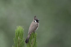 Pycnonotus leucogenys