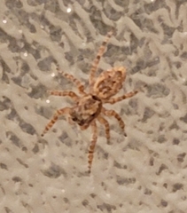 Mexigonus