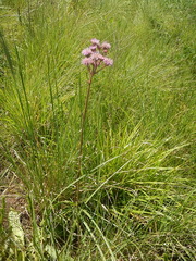 Campuloclinium macrocephalum