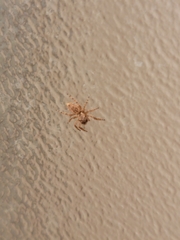 Mexigonus