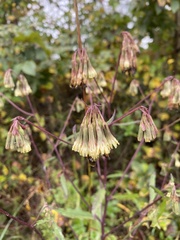 Nabalus serpentarius