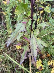 Nabalus serpentarius