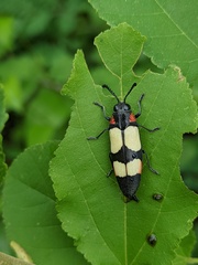Agelia petelii
