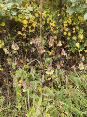 Nabalus serpentarius