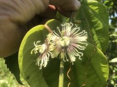 Passiflora auriculata