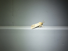 Spodoptera depravata