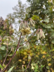 Nabalus serpentarius