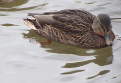 Anas platyrhynchos
