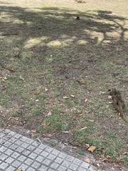 Furnarius rufus