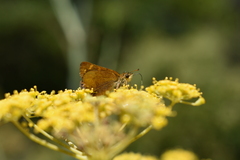 Butleria bissexguttatus