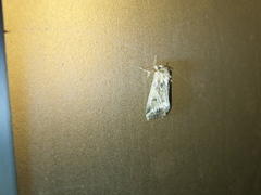 Spodoptera depravata