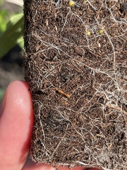 Pseudomyrmex pallidus