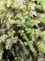 Pseudanomodon attenuatus