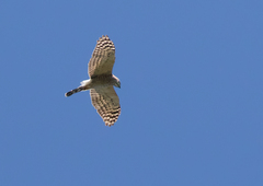 Harpagus bidentatus