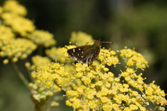 Butleria bissexguttatus