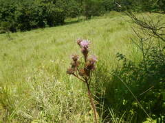 Campuloclinium macrocephalum