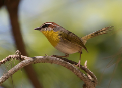 Basileuterus rufifrons