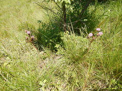 Campuloclinium macrocephalum