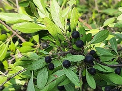 Rhamnus × spathulifolia