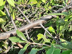 Rhamnus × spathulifolia