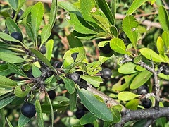 Rhamnus × spathulifolia