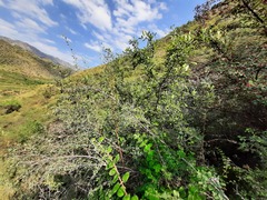 Rhamnus × spathulifolia