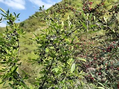 Rhamnus × spathulifolia