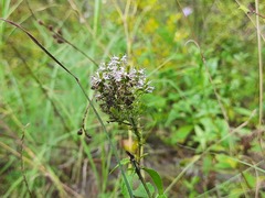 Asyneuma campanuloides