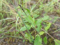 Asyneuma campanuloides