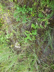 Asyneuma campanuloides