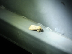 Spodoptera depravata