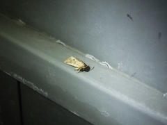 Spodoptera depravata