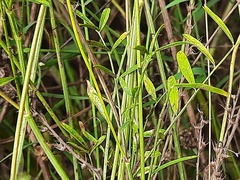 Onobrychis viciifolia