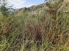 Onobrychis viciifolia