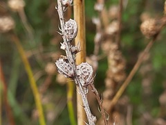 Onobrychis viciifolia