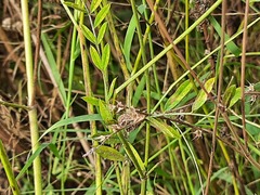 Onobrychis viciifolia