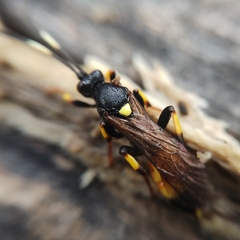 Ichneumon stramentor