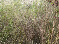 Onobrychis viciifolia