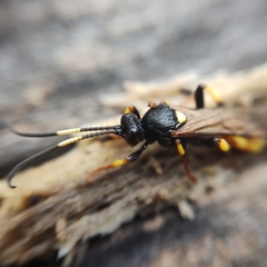Ichneumon stramentor