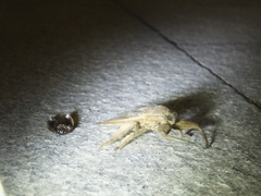 Kirkaldyia deyrolli