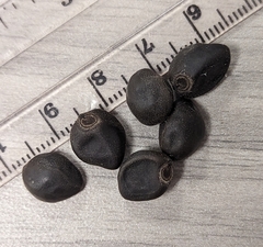 Convolvulaceae