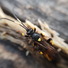 Ichneumon stramentor