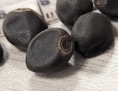 Convolvulaceae